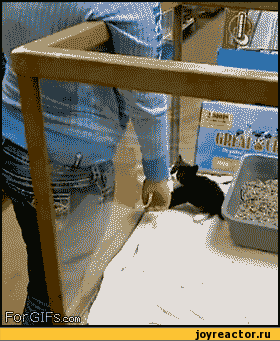 D0B3D0B8D184D0BAD0B8D0BAD0BED182D0B5D0B9D0BAD0B0D0B0D182D0B0D0BAD183D0B5D182226586