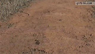 1340644922_cats_roll_on_the_ground