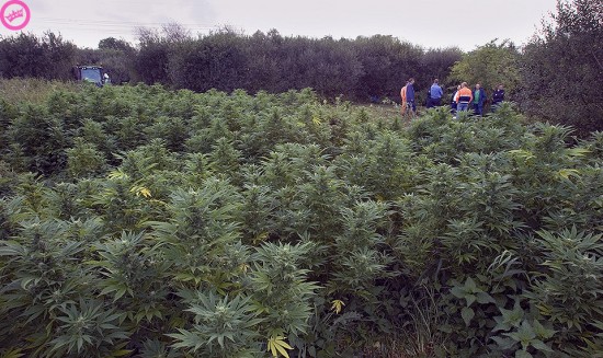 e0393830_ANP_3826321