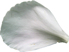 lepestok_11