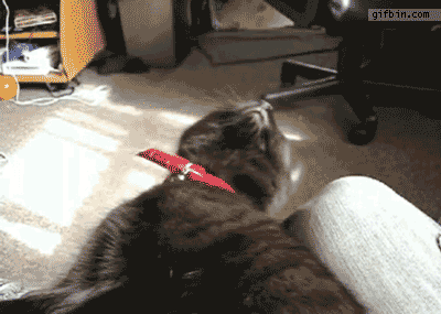 1340040060_kitten_keeps_falling_asleep
