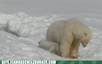 funny-animal-gifs-running-circles-round-mom