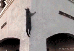 cat_climbing