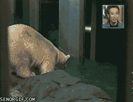 funny-gifs-hat-upsets-polar-bear