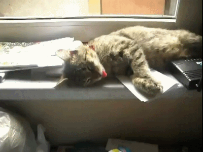 Котейко спит