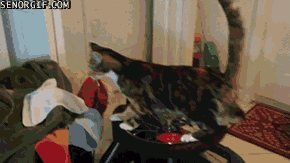 funny-gifs-lazer-cat-on-a-wheel