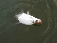 Подлещик на мушку