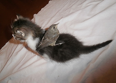 Динька катает Бёди