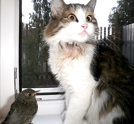 Муся и Бёди