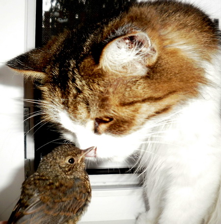 Муся нюхает Бёди