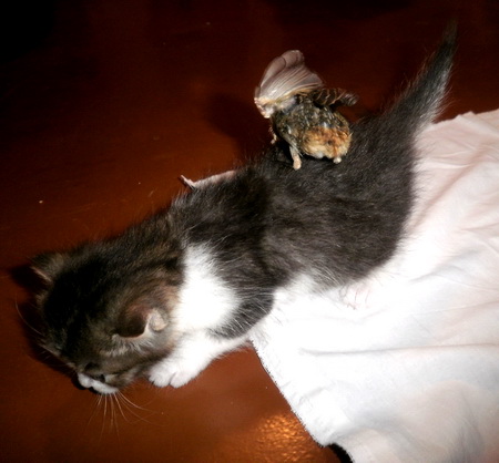 Оранжевая попка