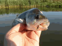 Окунь 220712