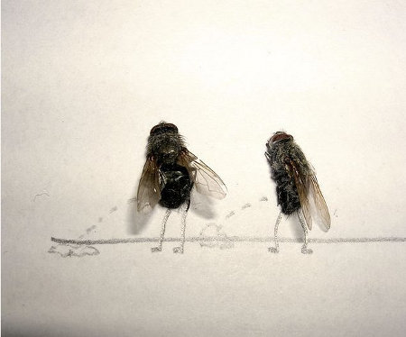 flies-2