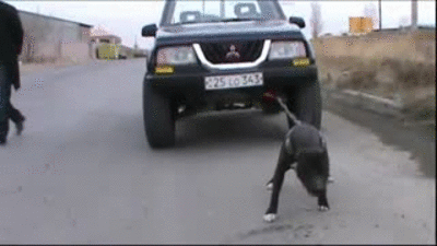 гифки-собака-жесть-284082