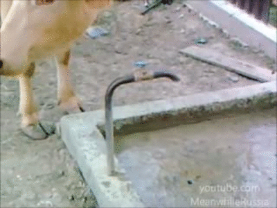 гифки-корова-285726