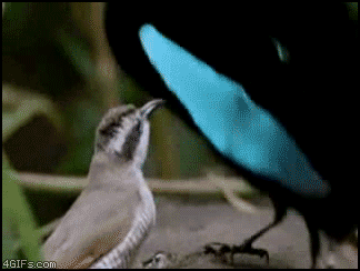 гифки-песочница-239108