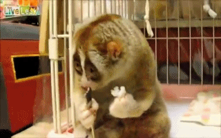 гифки-лемур-животные-299158