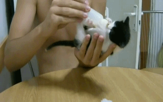 гифки-котёнок-животные-302428