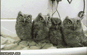 1310474255_1310458522_gifki_041