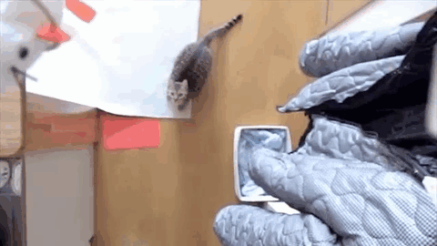 CatJump