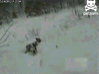 funnygifsbulldogsmakesnowtrain