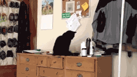 кот-коты-такие-коты-307321