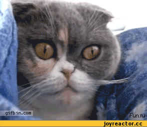 gikikodivleniepeonia131158