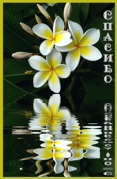 70335960_43935434_final_1196889922