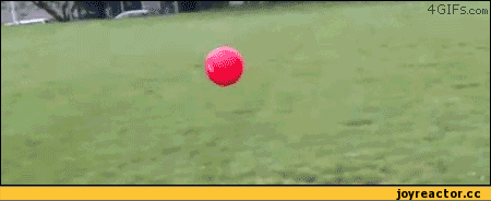 гифки-животные-fail-315974