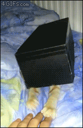 котэ в коробке