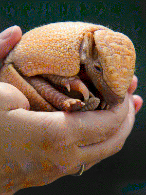 Превращение