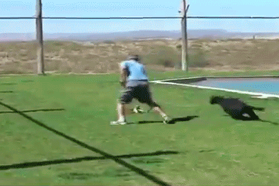 пантера-прыжок