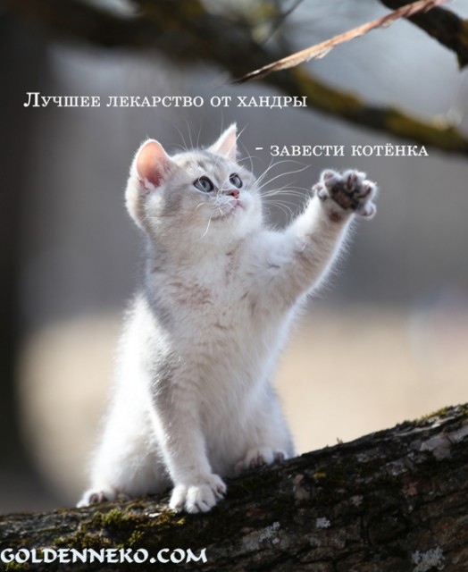 Котоматрицы от Золотого Коррадо!