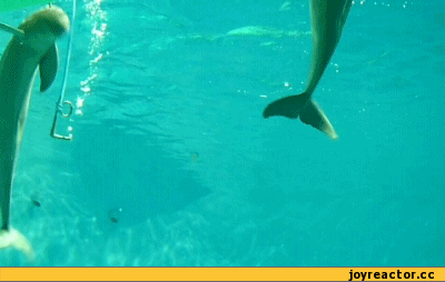 гифки-морская-свинья-пускает-кольца-352929