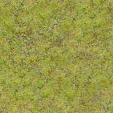 Grass0153_30_thumblarge