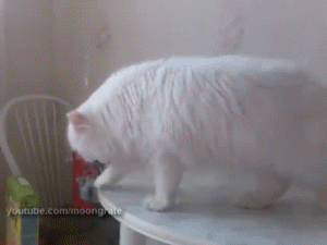 5e4ad625427cbbdb88e94f040adaa2d0