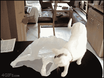 cat-gets-stuck-in-a-bag-is-awesome