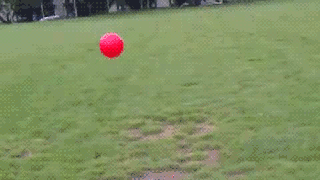boston-terrier-meets-ball