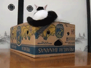 гифки-котэ-песочница-371042