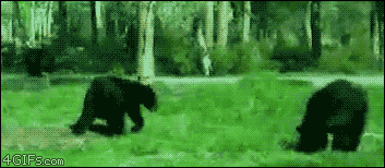 Bear go home you are drunk