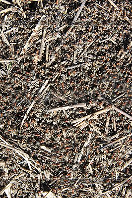 3168186-texture-anthill-in-sunny-day
