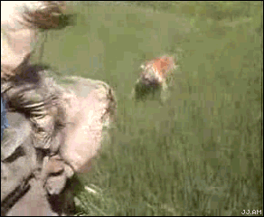 Атака тигра