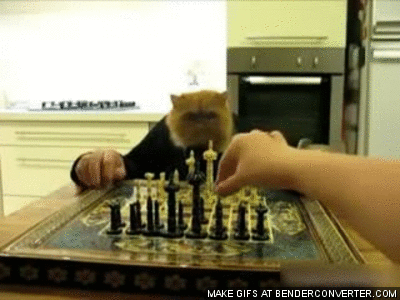 котэ-шахматист