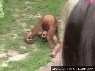 monkey-pee-in-mouth-o