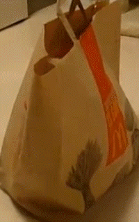 гифки-котэ-песочница-432507