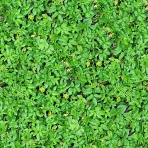 Lush%20Leafy%20Bush