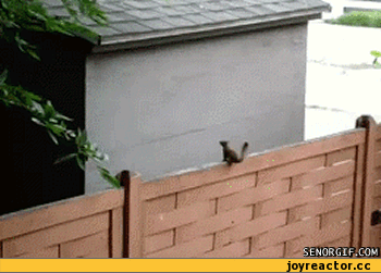 D0B3D0B8D184D0BAD0B8D0B1D0B5D0BBD0BAD0B0278019