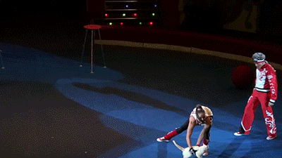 гифки-киска-девушка-Цирк-440418