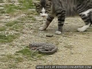 Котэ змея