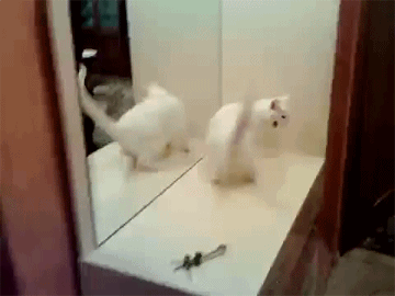 гифки-упоротый-кот-448022